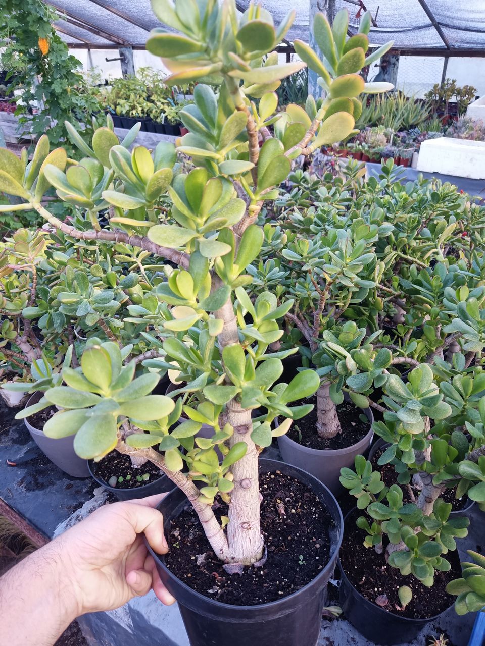 Crassula ovata (Денежное дерево) foto 5