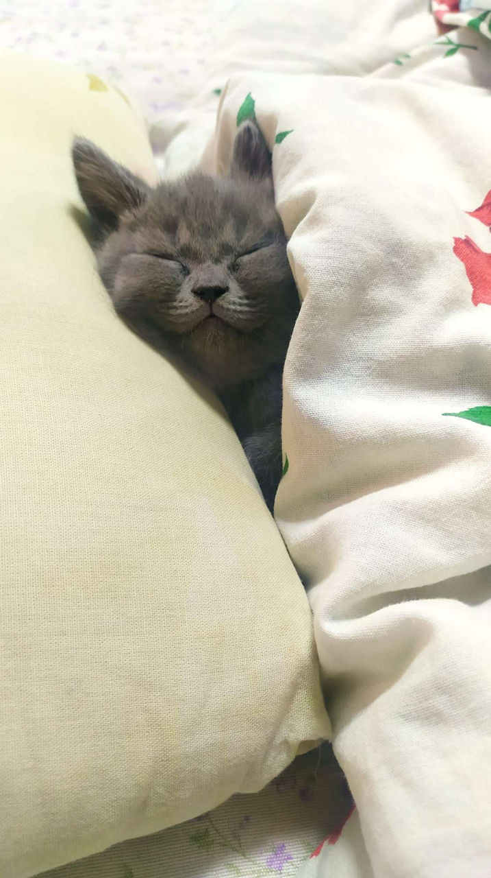 Котята Скоттиш, девочка фолд и мальчик страйт.