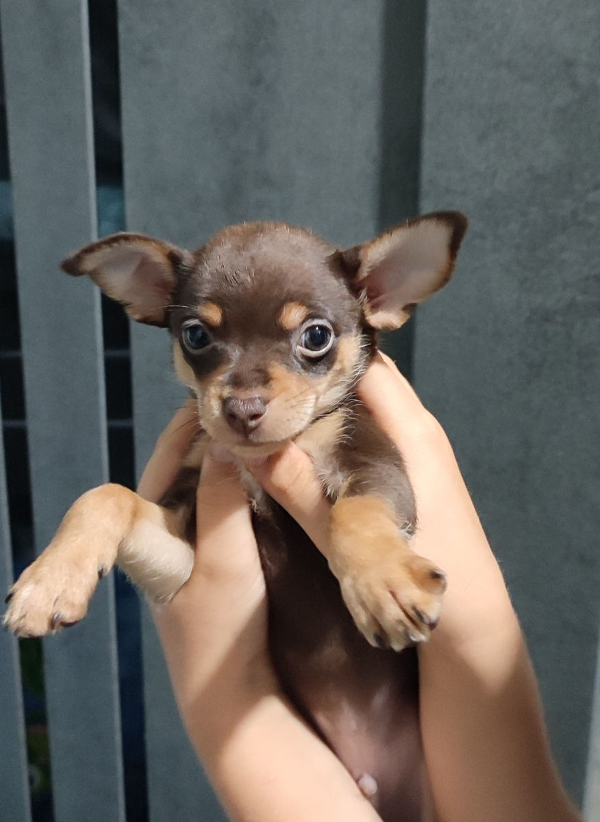 щенки породы Русский Toy terrier. два мальчика foto 2
