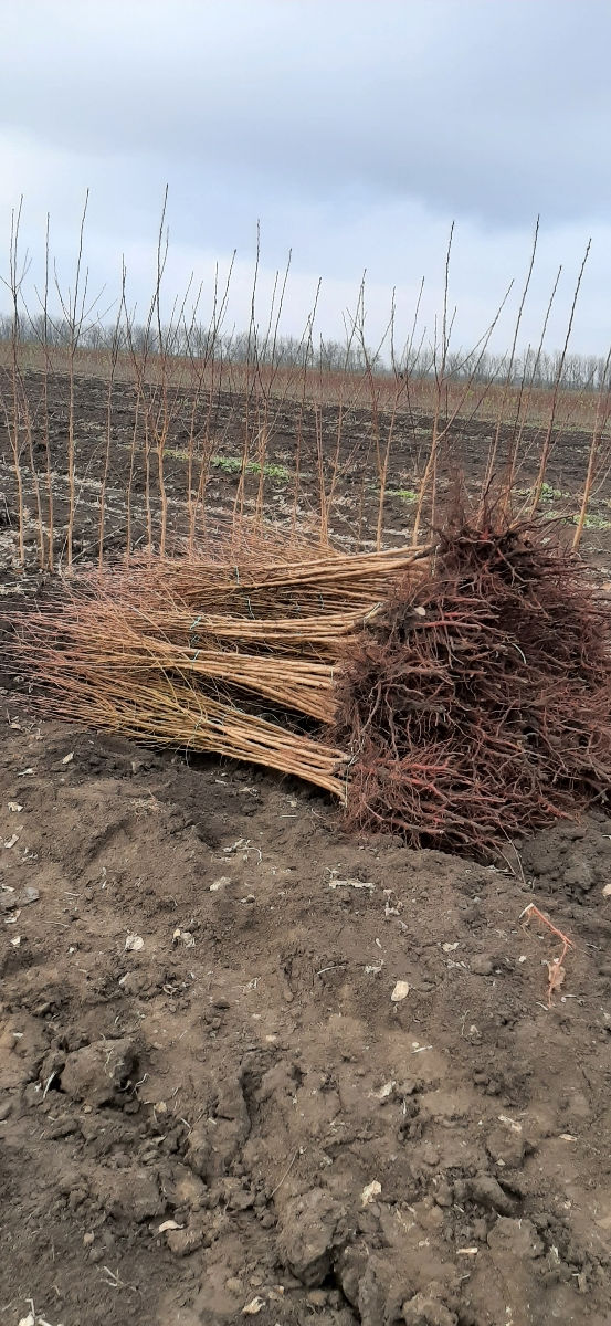 Pomi fructiferi     - cais ( abricos )  , vișin  ,  prun , persic ,  prăsad ,  migdal  ... foto 6