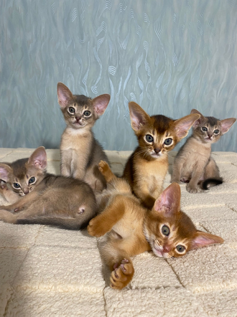 Абисинские котята. foto 2