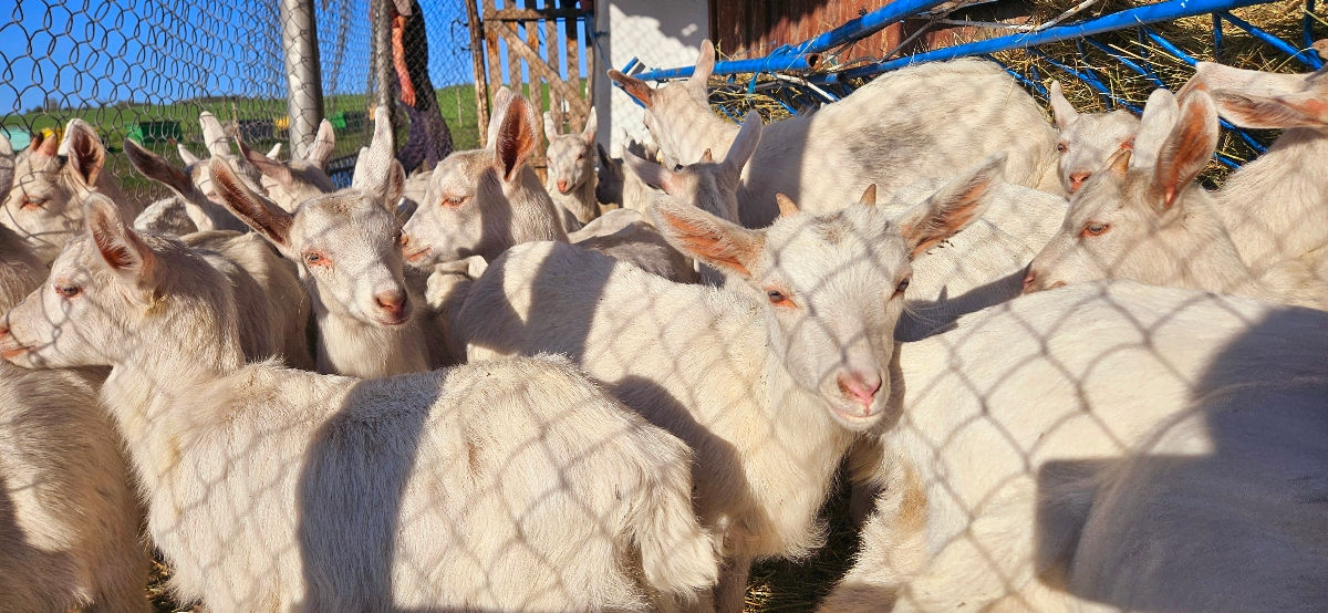 De vânzare: Capre și iedițe Saanen – rasă pură, lapte din belșug фото 3
