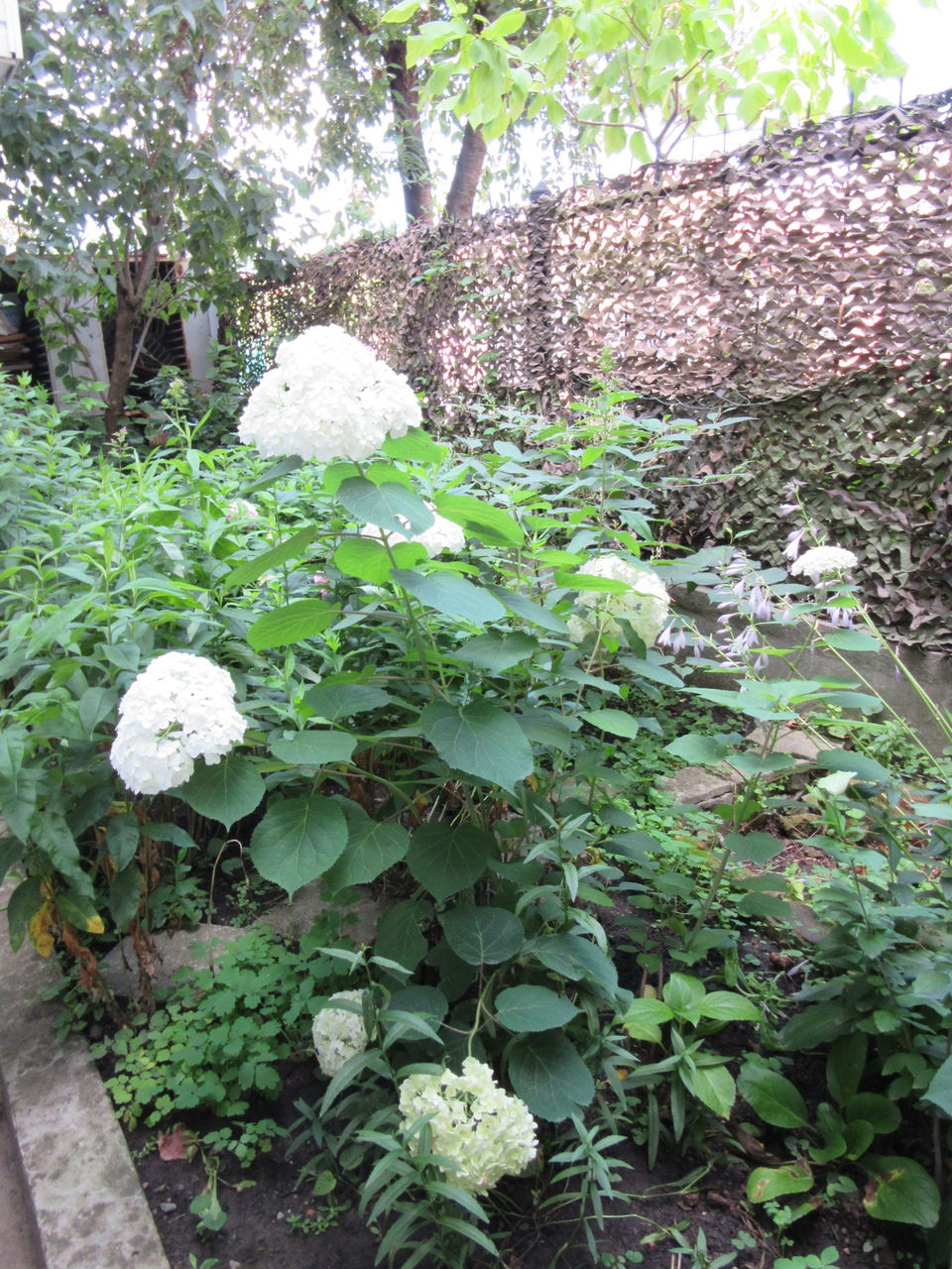 Древовидный пион, можжевельник, гортензия, хоста, флоксы, юкка, ирисы ...