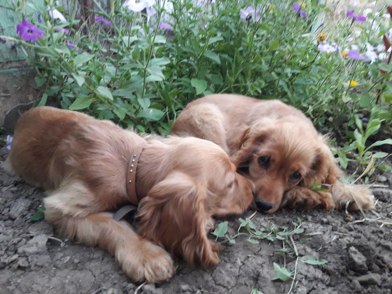 Английский Кокер Спаниель 3 Месяца Фото