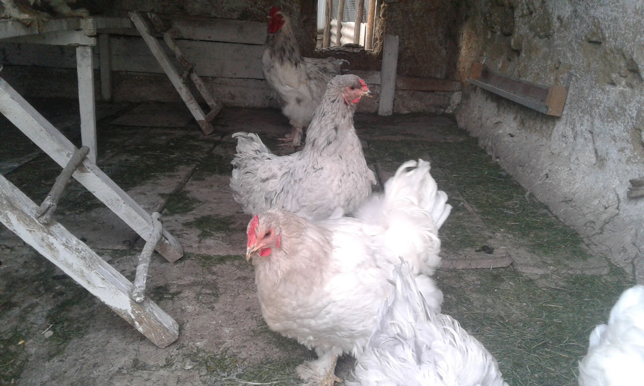Инкубационное яйцо от кур Брама