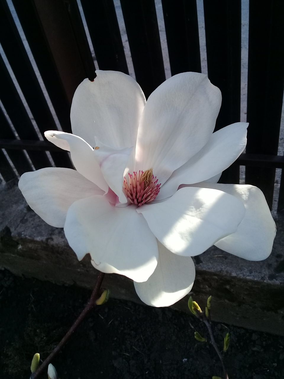Magnolia foto 0