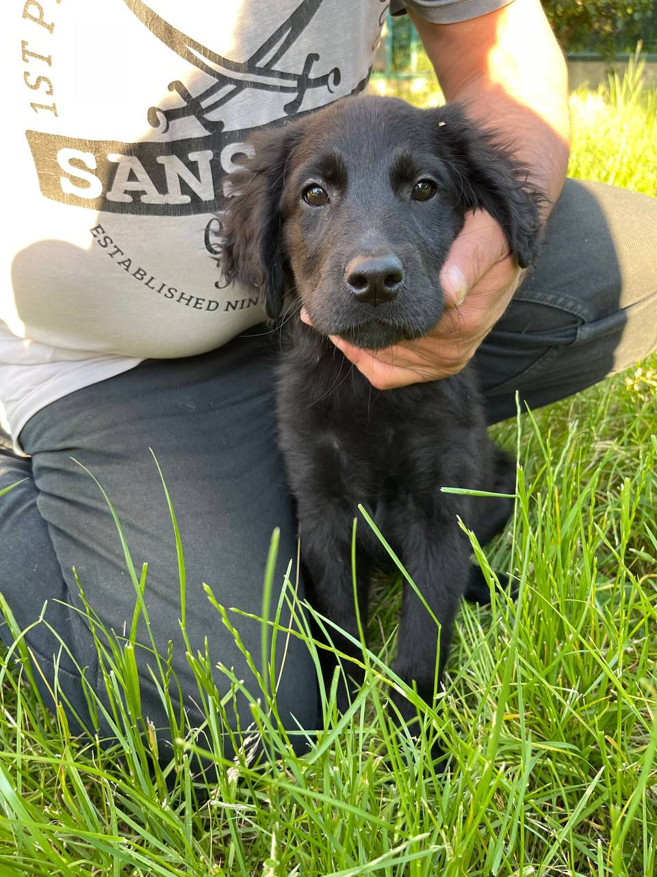 Catelusi Labrador foto 4