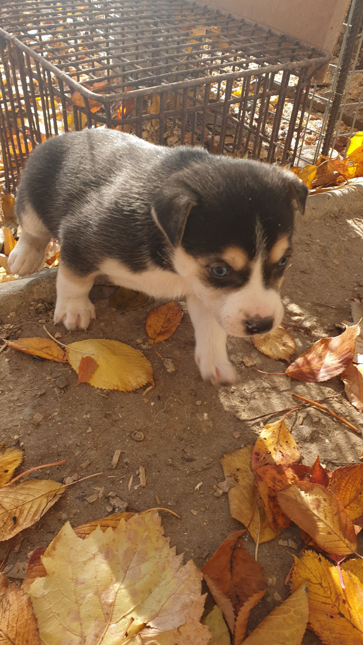se-vinde-c-elu-husky-b-iat