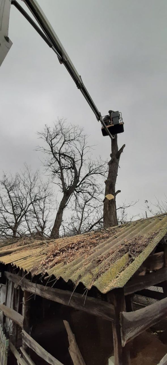 Taierea copacilor, curatarea copacilor, Masina Autoturn, Lucram in toata Moldova !!! foto 0