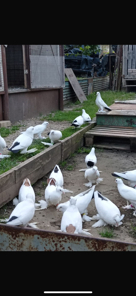 Hulubi foto 4