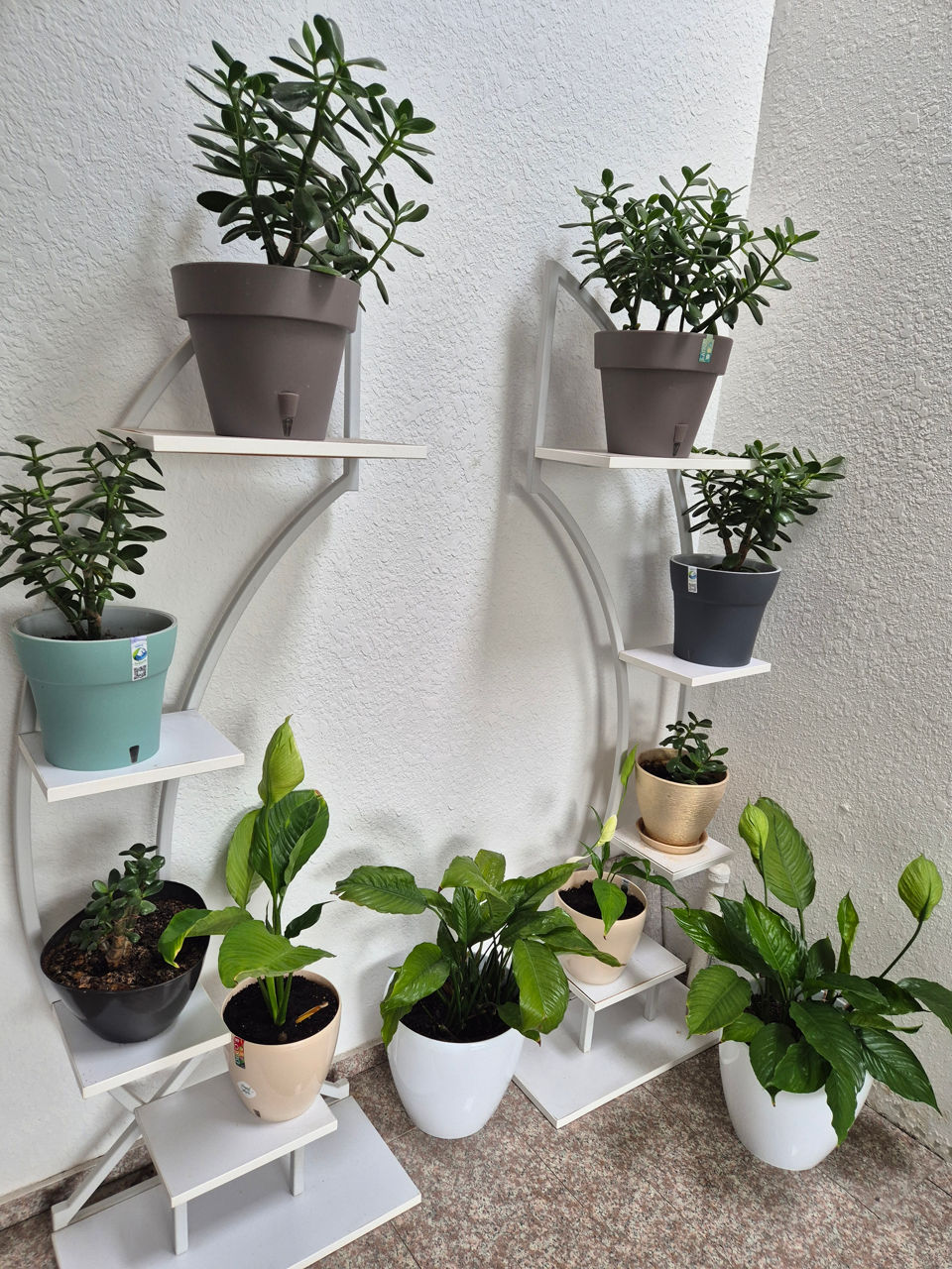 Vand floarea ce aduce bani in casa! Cadou excelent ! foto 5