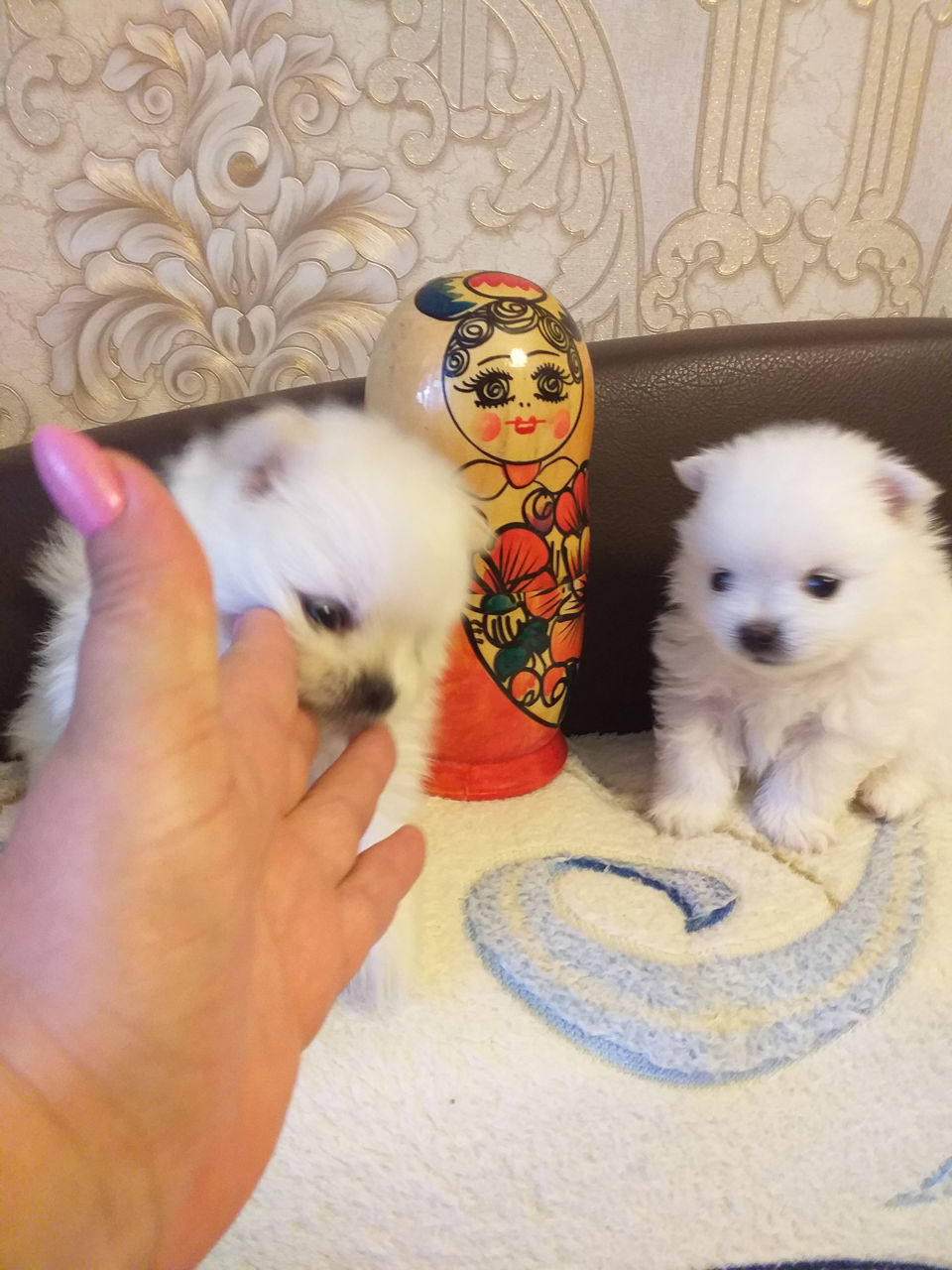 Белоснежные щенки померанского шпица
