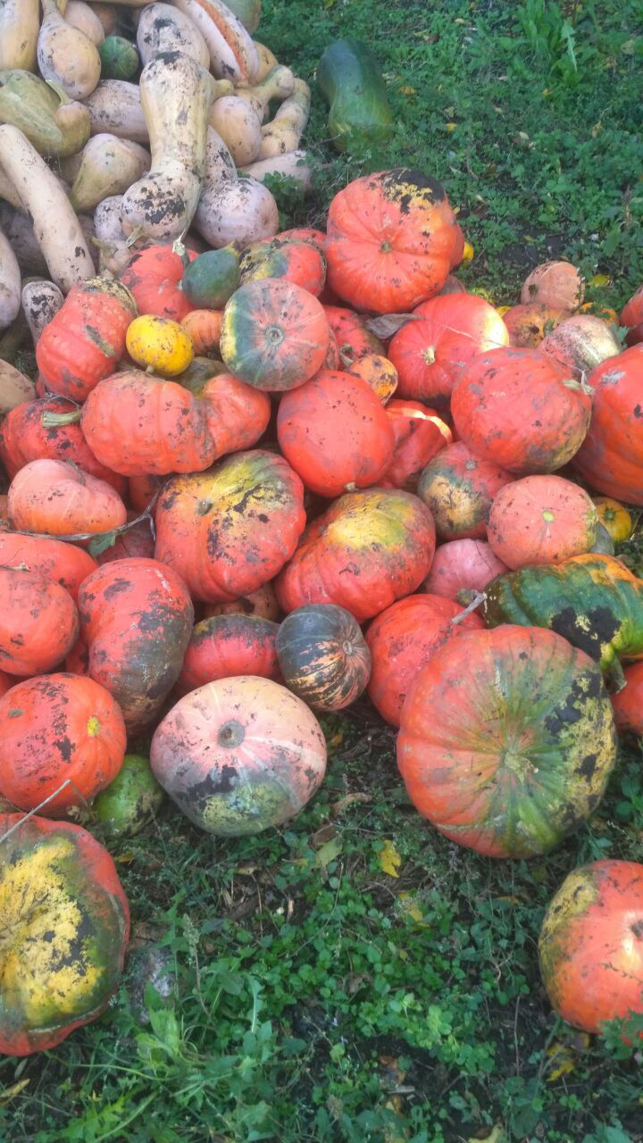 Продам тыкву