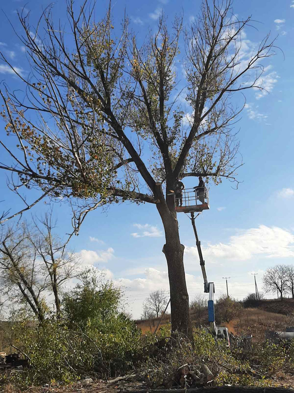 Tăierea copacilor! Toata Moldova foto 6