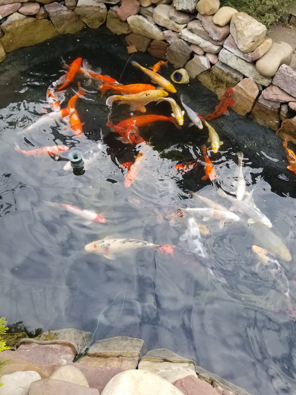 Karp-Koi peşti de vânzare ( avem și micuți ) foto 1