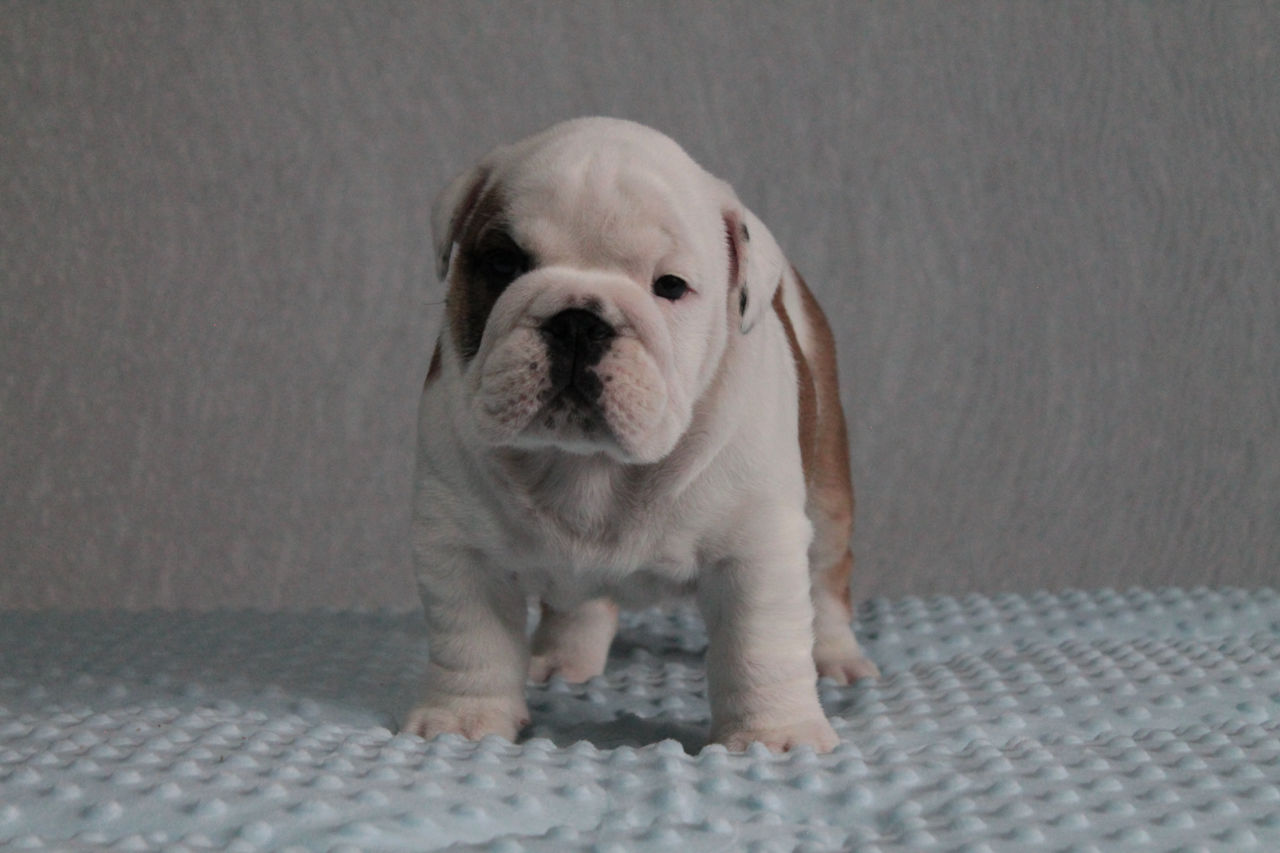Cățeluși de Bulldog Englez foto 7