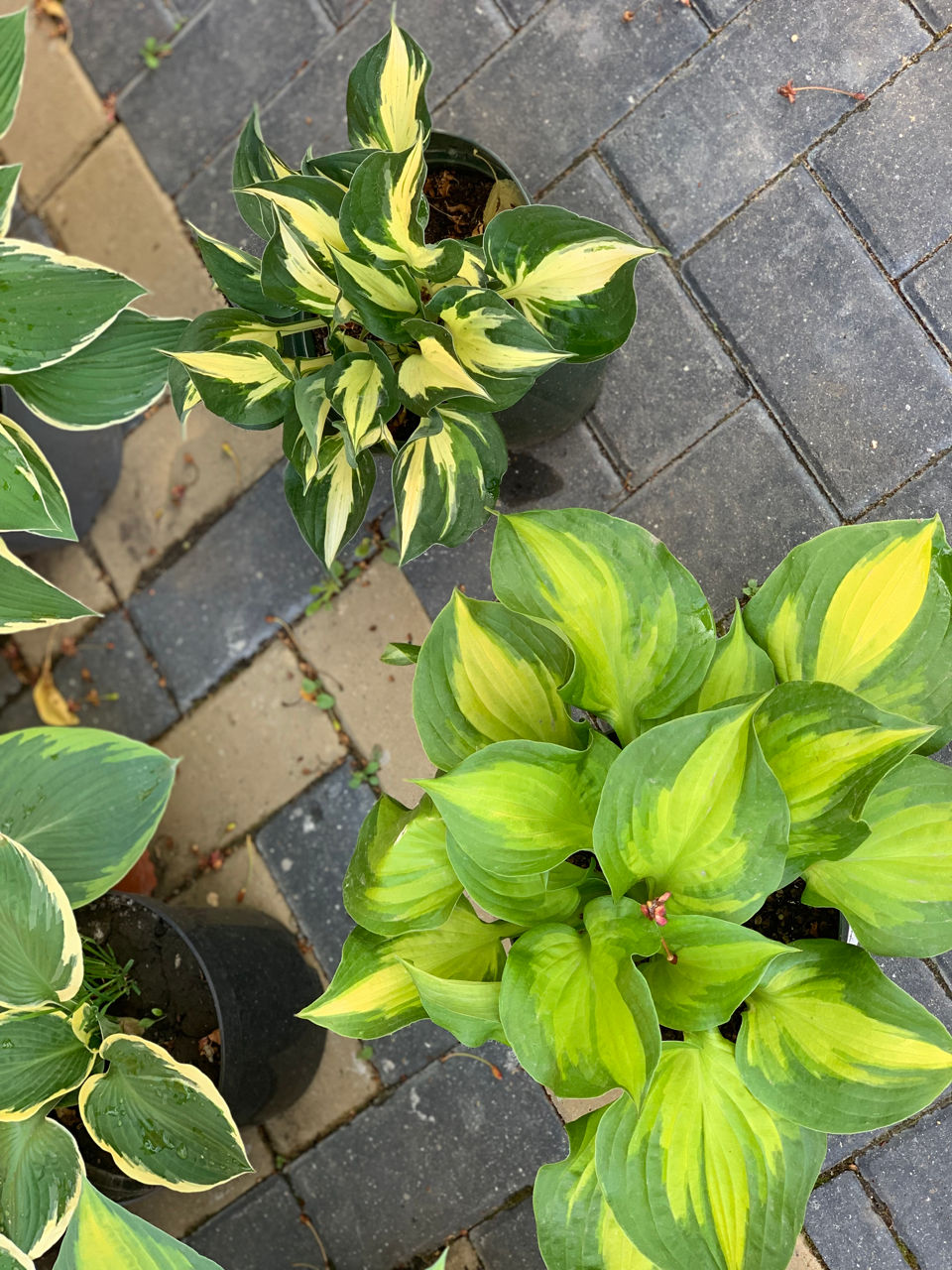 Vand diverse plante foto 8