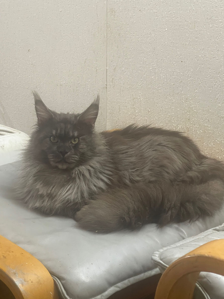 Pisoi gigant mein coon de vânzare.Продаются котята породы мейн кун foto 8