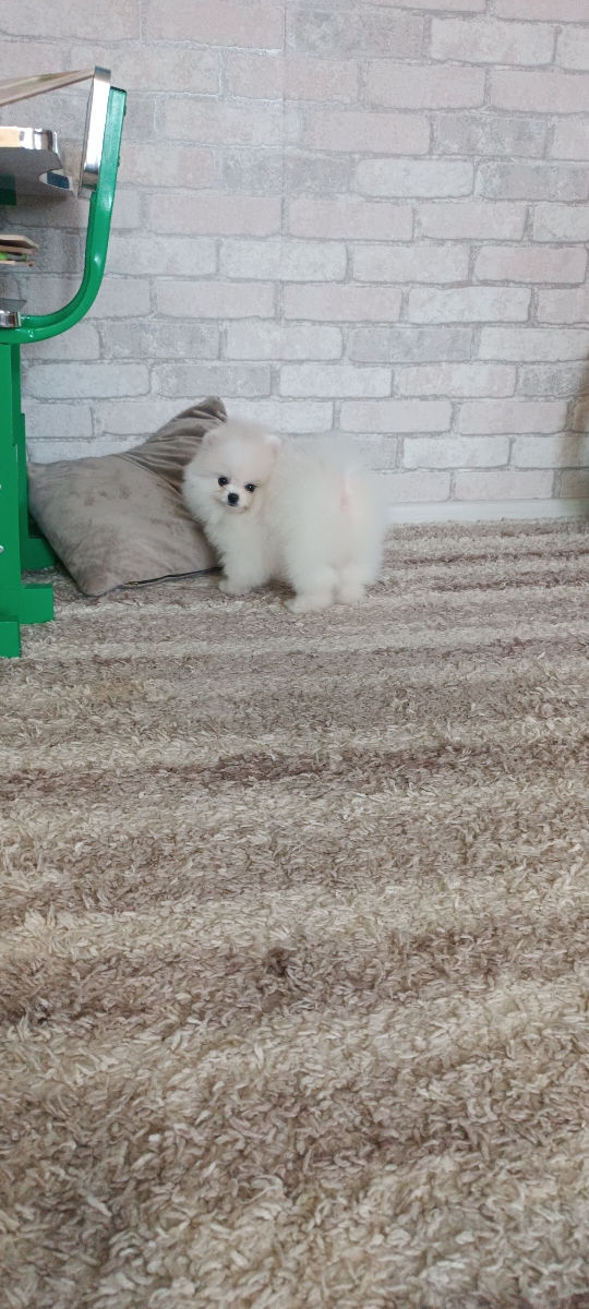 Крошки Mini toy Spitz Pomeranian foto 3