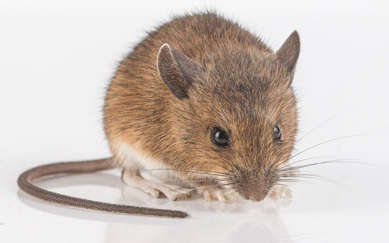 Коричневые мыши. Коричневая мышь. Светло коричневая мышь. Бурая мышь. Коричневая мышь мышь.
