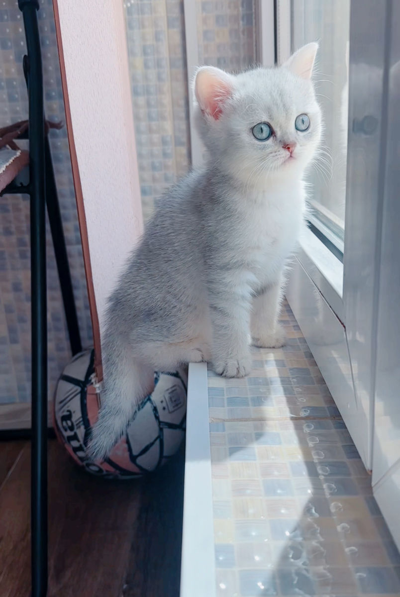 Шотландская прямоухая девочка  foto 2