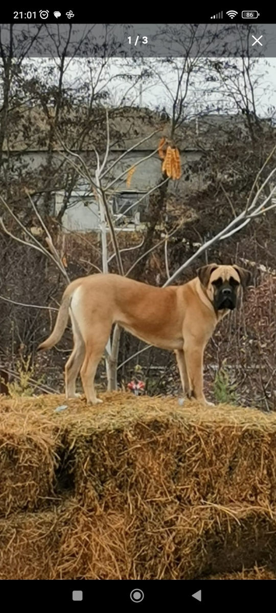 Cane corso  foto 2