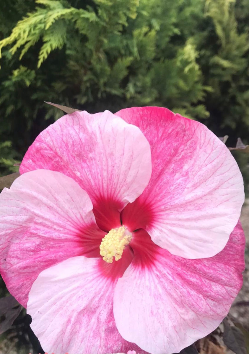 Hibiscus Moscheutos foto 1