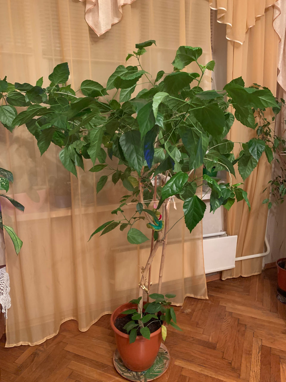 Китайская роза 1,80 и дифенбахия 1,00 м foto 1