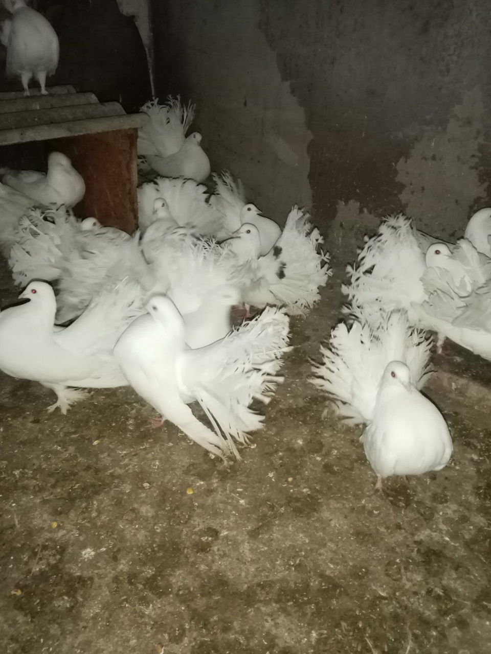 Продам голубей