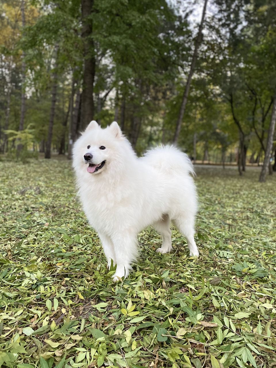 Самоед (Samoyed) для вязки (imperechere) фото 0