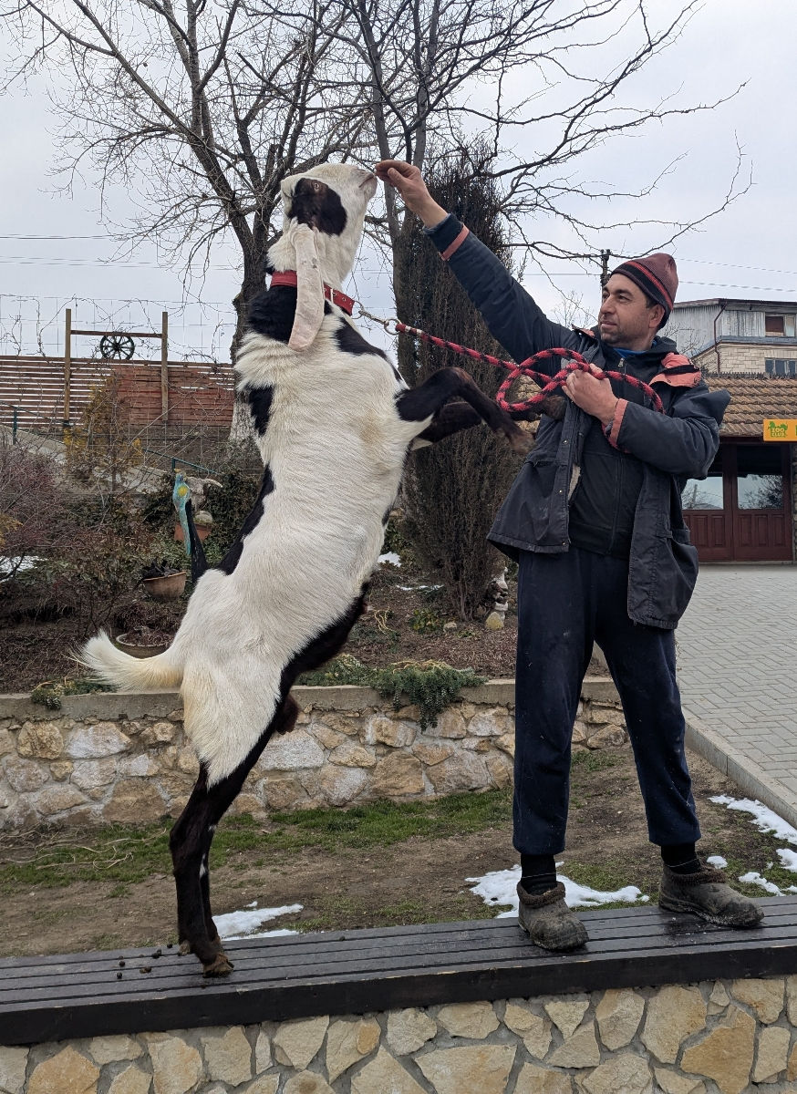 Iezi Kamori-Nubieni Reducere ! foto 2