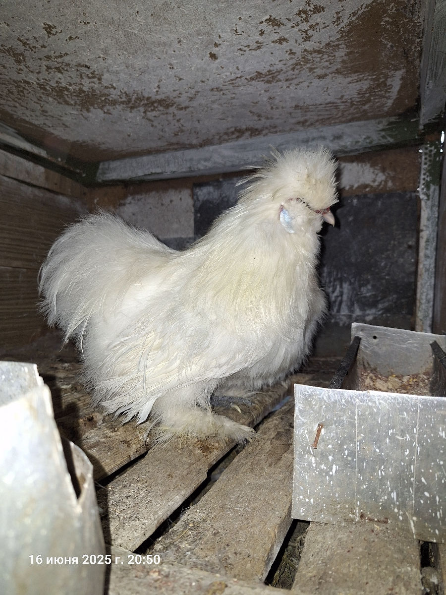 Vind 3 picheri si 2 cocoși de matase japoneză foto 0