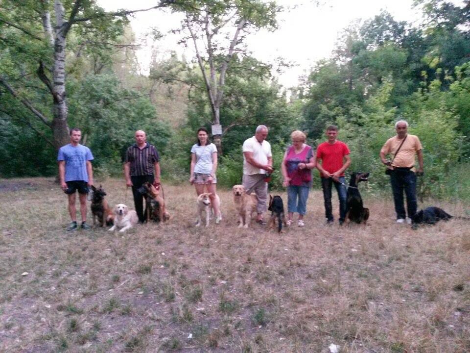 Dresarea cîinilor de orice tip de rasă foto 6