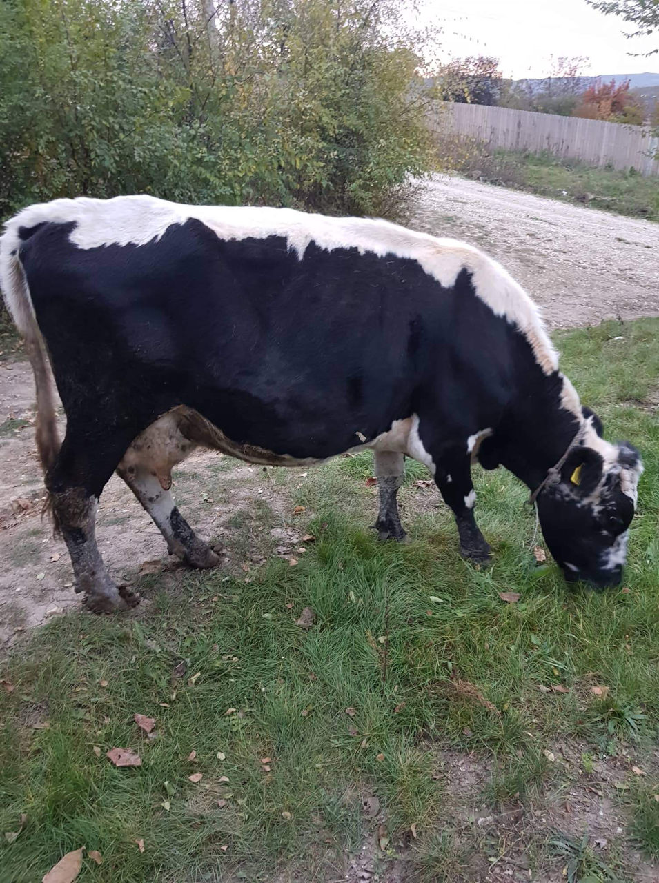 Vaca