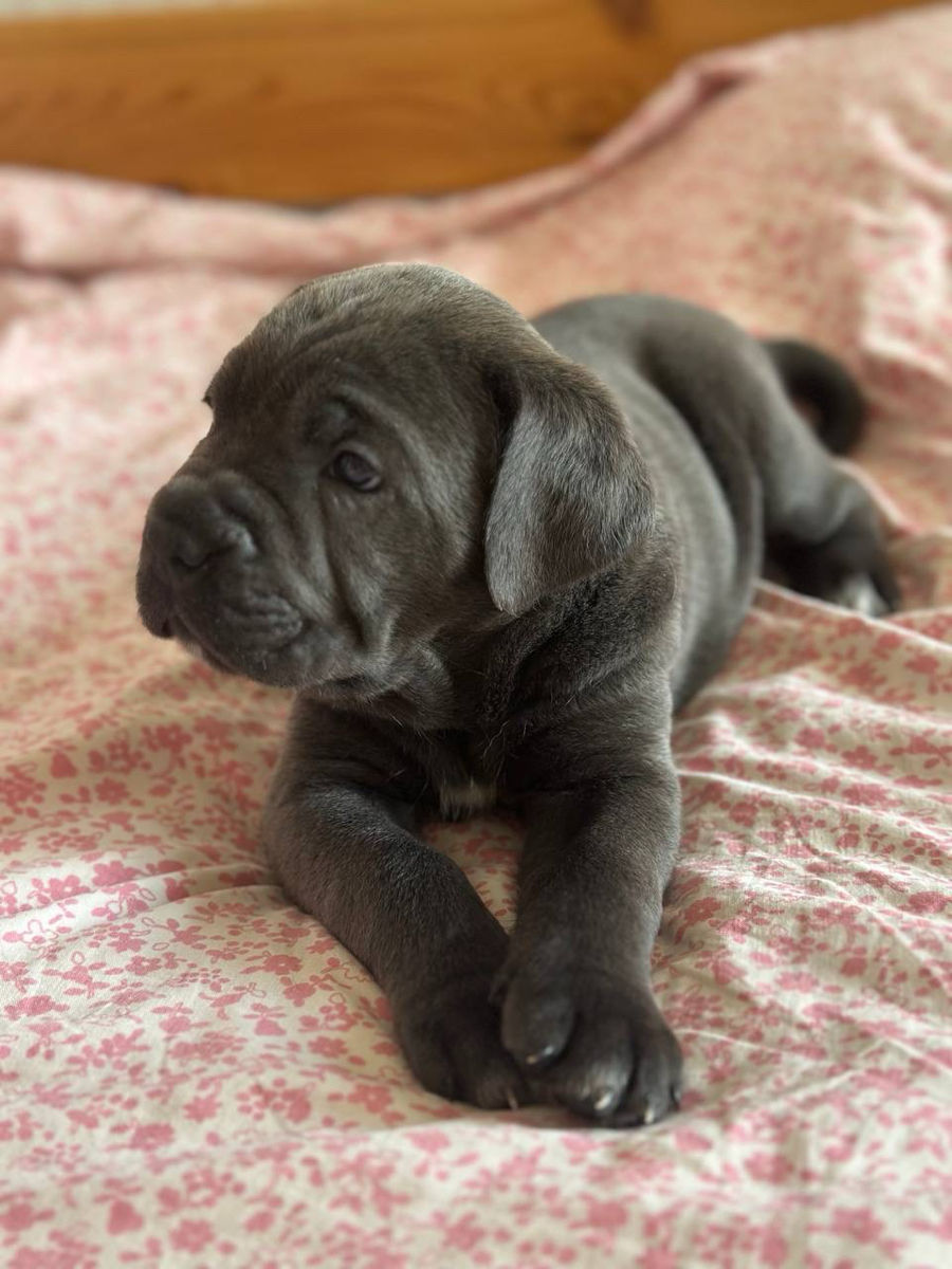 Cane Corso cu pedigree foto 4