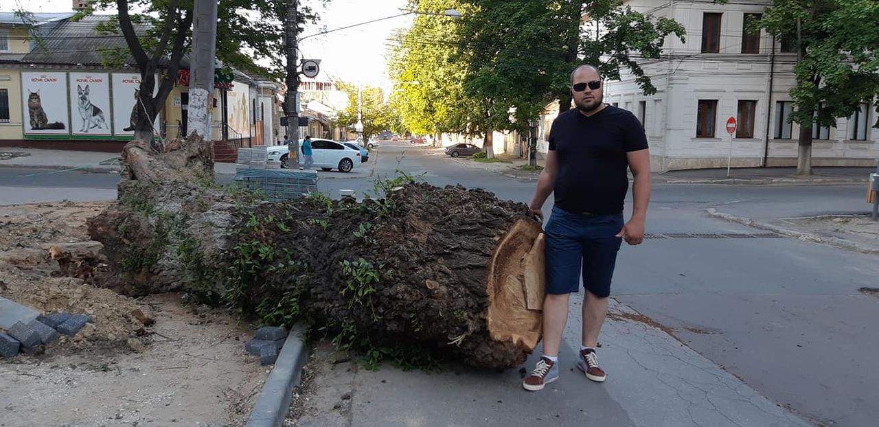 Eliminarea de urgenta, a copacilor uscati si avariati foto 3