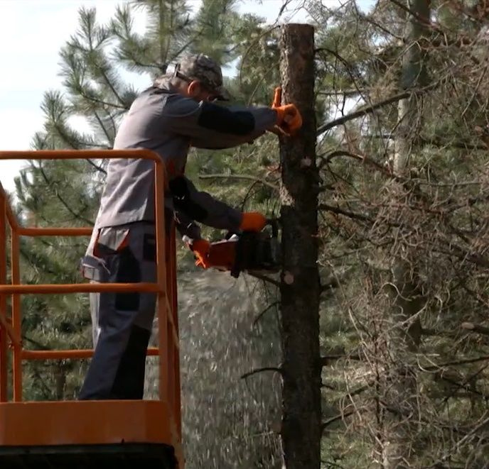 Servicii de tăiere a copacilor, crengilor uscate! foto 9