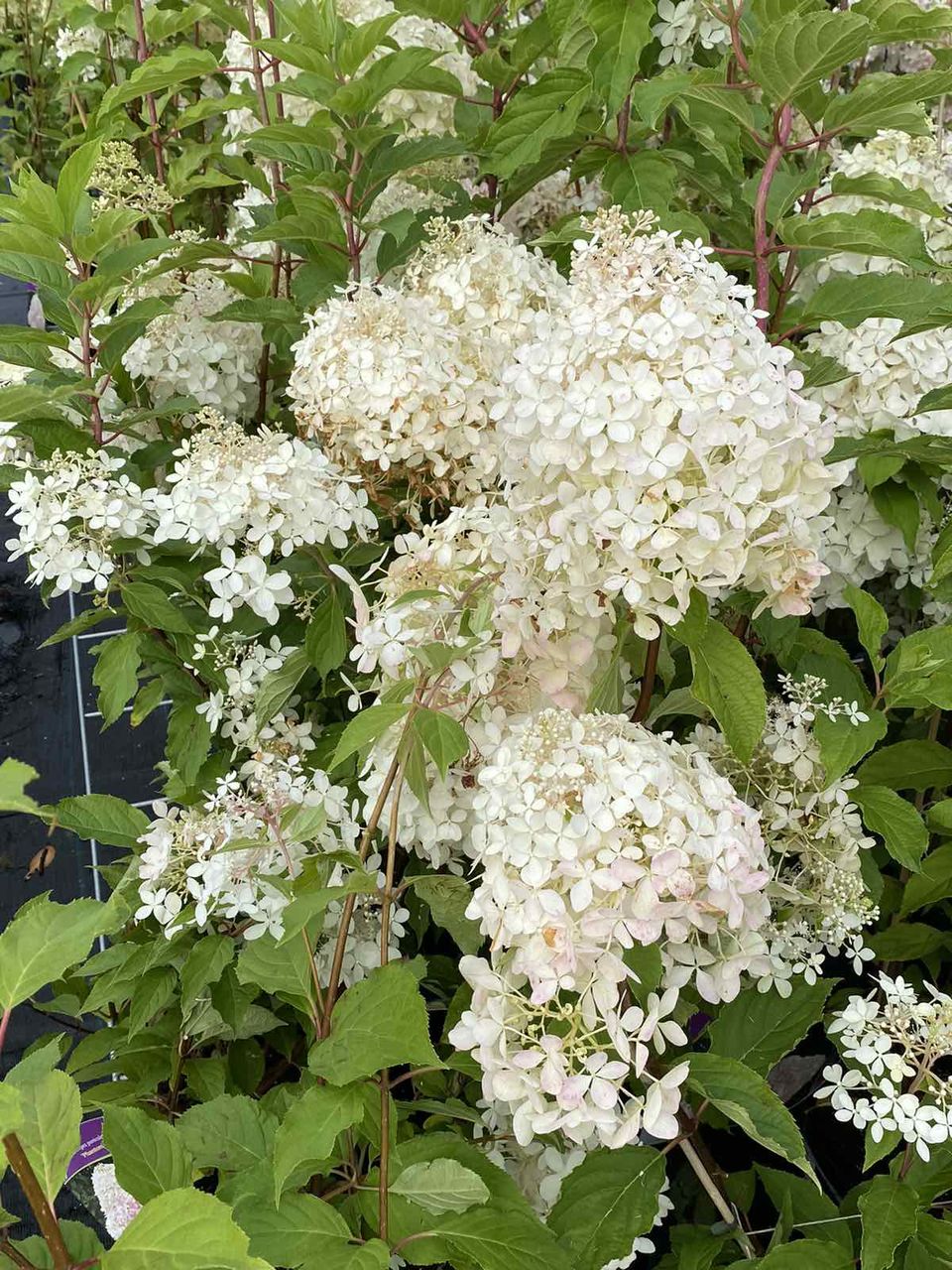 Hortensia / hydrangea foto 5
