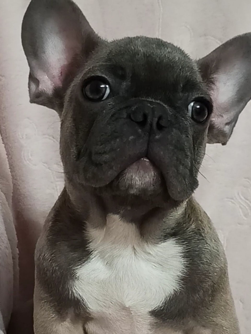 French Bulldog Щенки foto 1