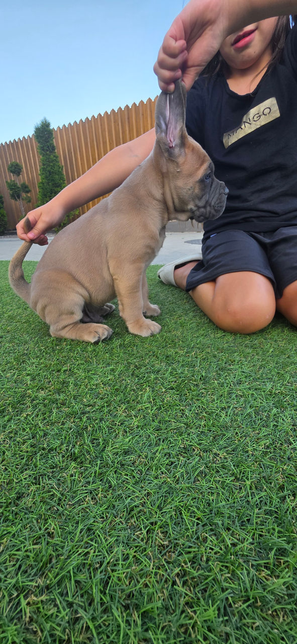Cane corso pui FCI foto 9