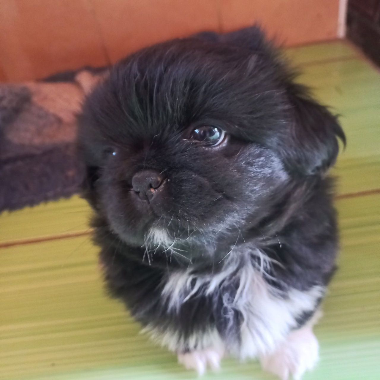 Пекинес Бричаны