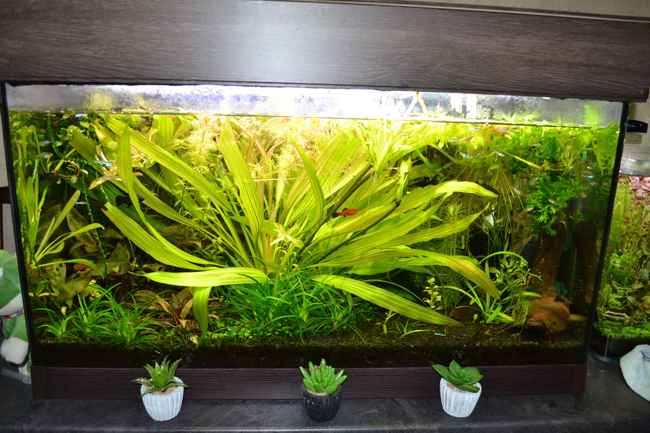 Почвопокровные растения для аквариума фото