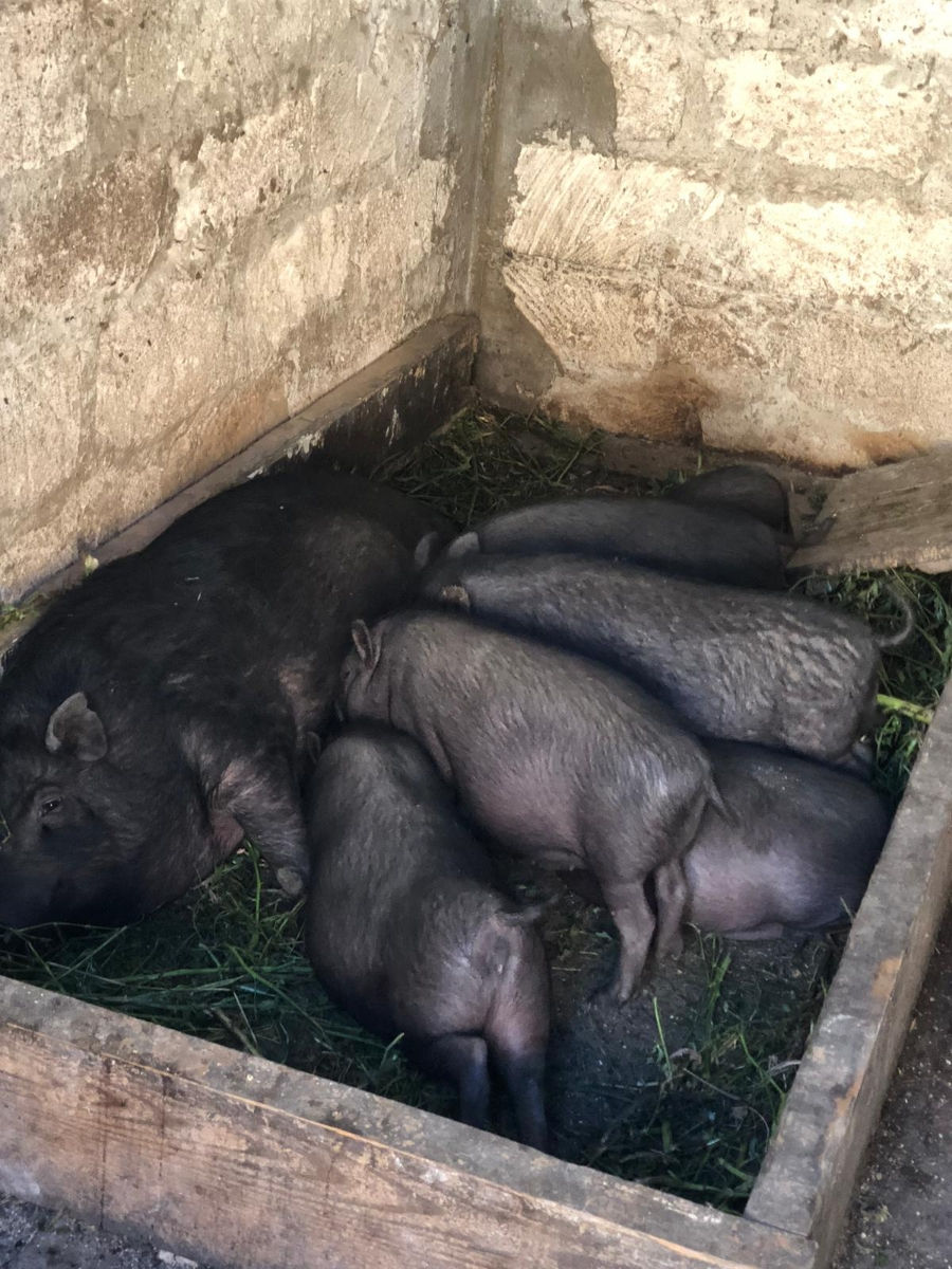 Vînd purcei de 3 luni,  rasa vietnameji. Preț 3000 lei.  foto 0