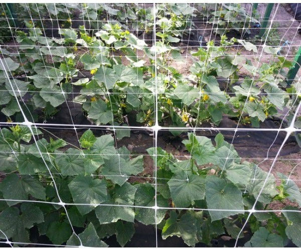 Plasa de susținere (pentru castraveți) hortonova foto 4