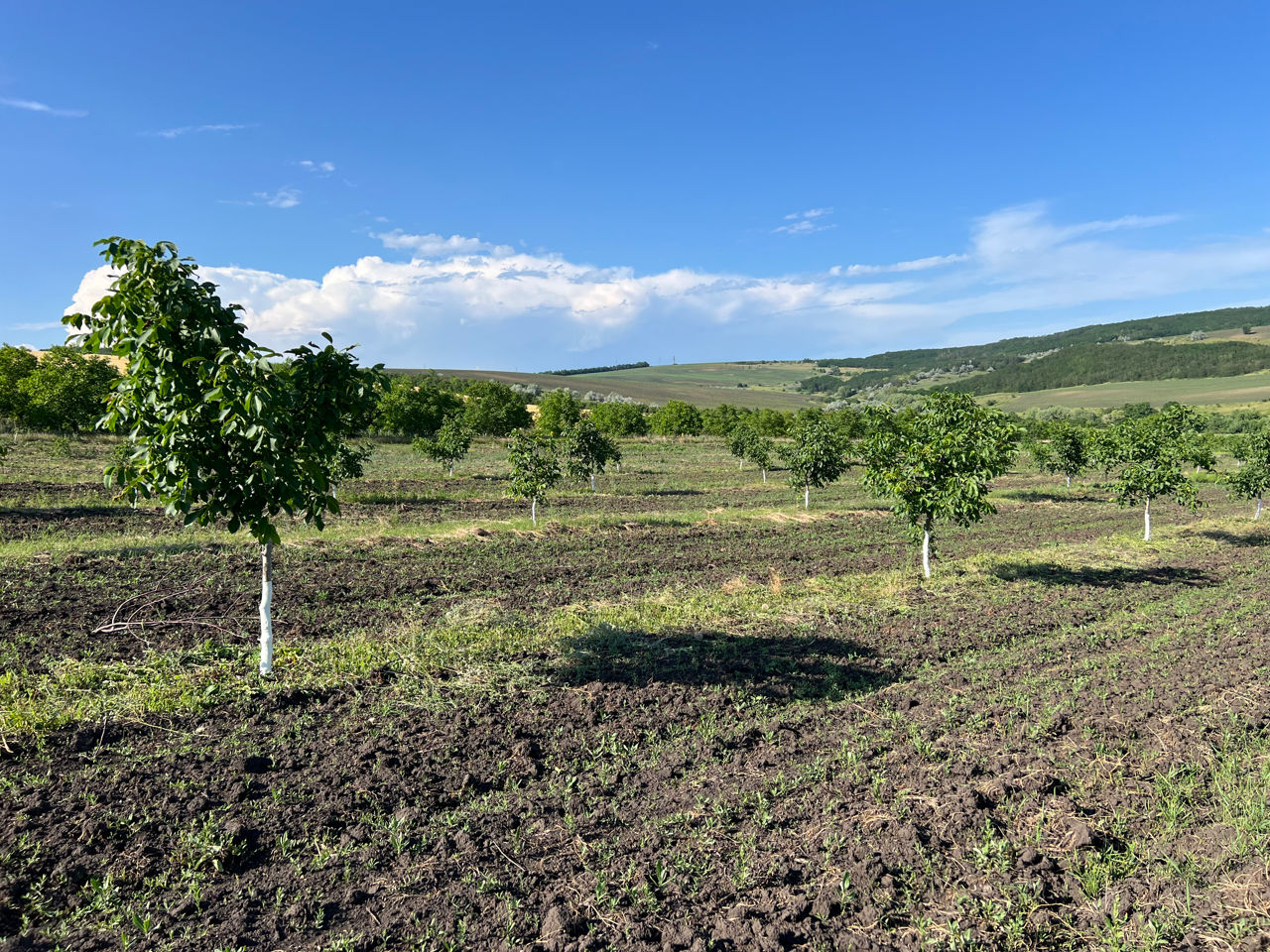 Livadă de nuci, de soi Pescianski foto 3