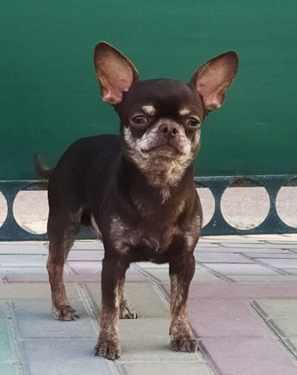 Чихуахуа.Вязка