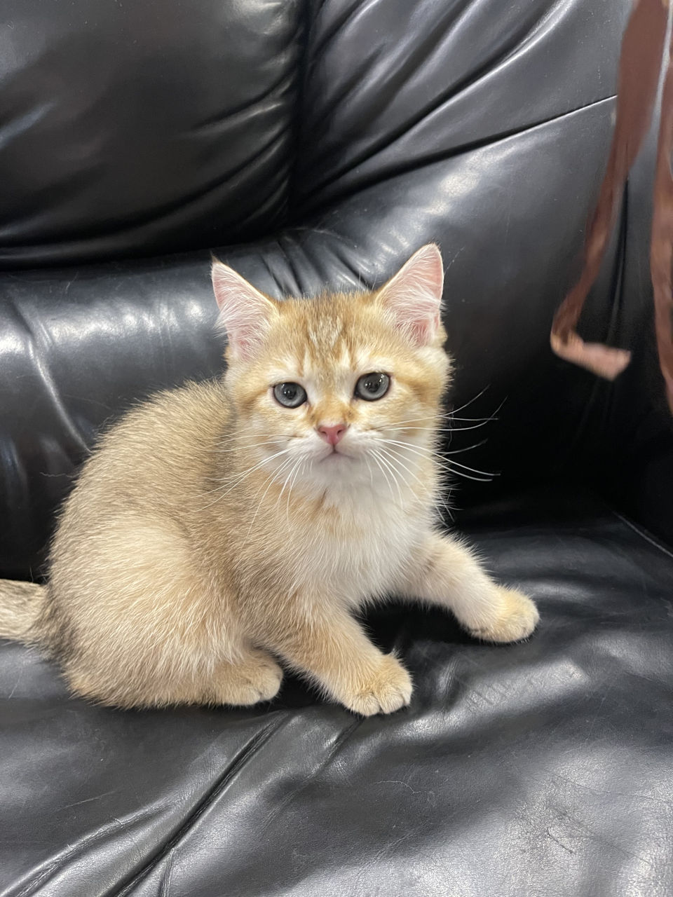 Золотая шиншилла. Шотландский котенок. Кот.