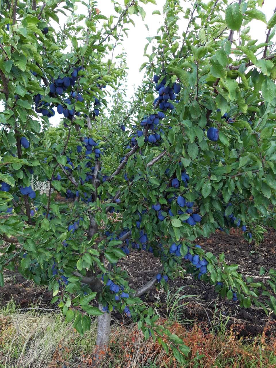 Prune proaspete foto 3
