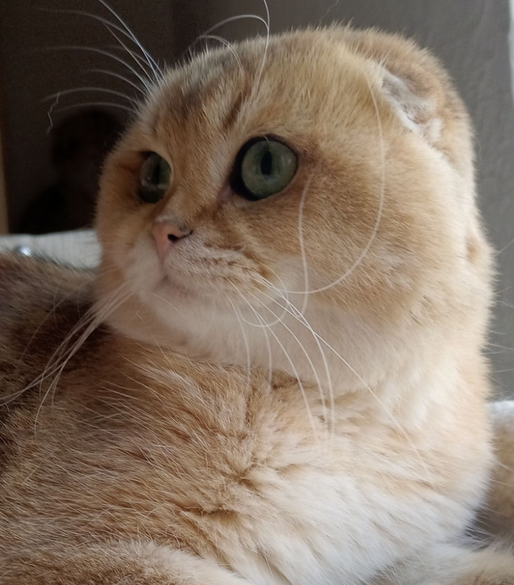 Scottish fold/straight foto 4