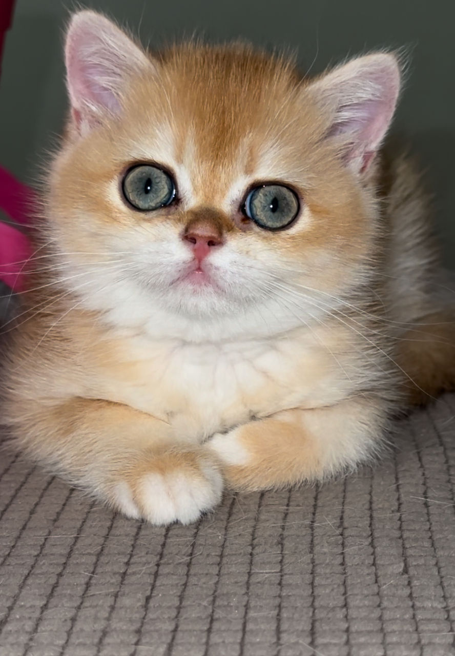 Клубные шотландские котята ,окрас золотая шиншилла,с родословной фото 1